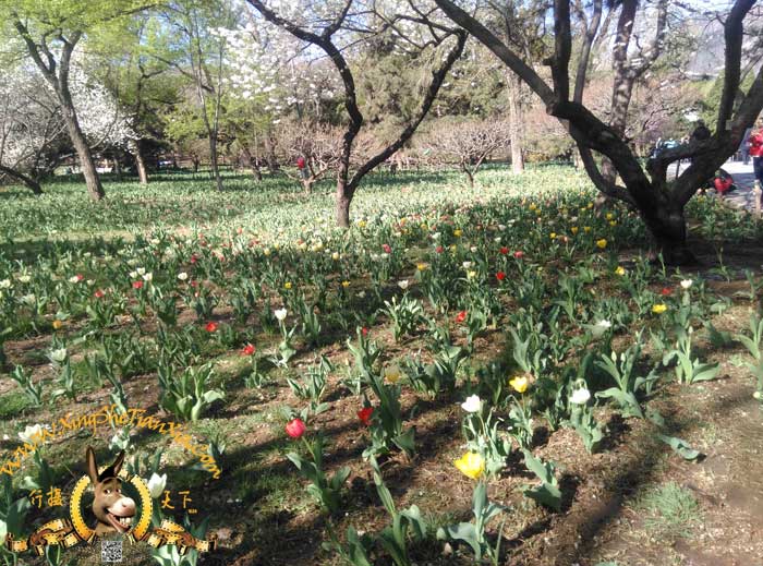 北京植物園